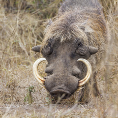 Naklejka na ściany i meble common warthog in Kruger National park, South Africa ; Specie Phacochoerus africanus family of Suidae