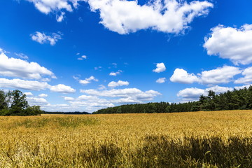 Yellow field and blue sky in czech countryside