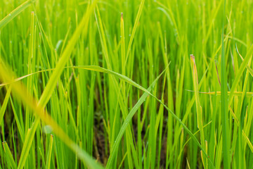 A beautiful green rice field in the backdrop of blurred background.