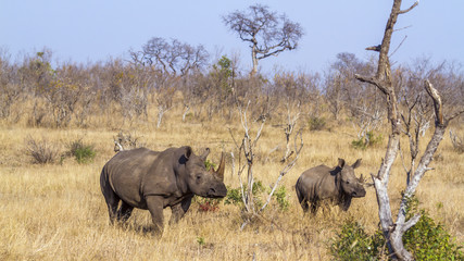 Naklejka na ściany i meble Southern white rhinoceros in Kruger National park, South Africa ; Specie Ceratotherium simum simum family of Rhinocerotidae