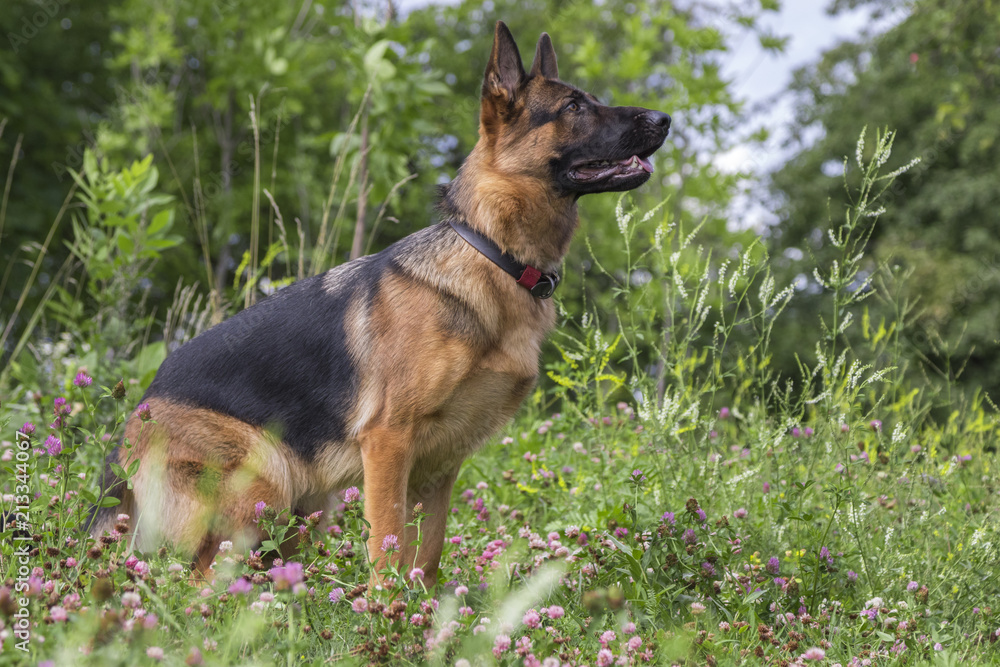 Wall mural German shepherd play in the summer park