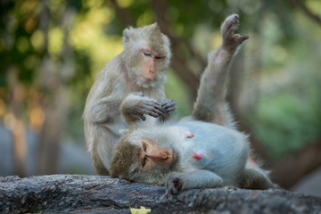 The family of monkeys in the wild.
