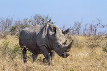 Obraz premium Southern white rhinoceros in Kruger National park, South Africa ; Specie Ceratotherium simum simum family of Rhinocerotidae