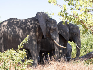 African elephant herd, Loxodonta africana, in bushy bushes, Chobe National Park, Botswana