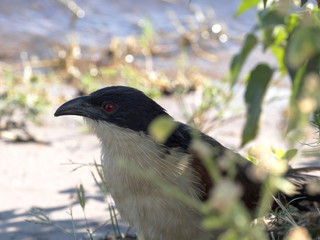 Senegal Coucal, Centropus senegalensis, looking for river food, Chobe National Park, Botswana
