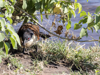 Obraz premium Senegal Coucal, Centropus senegalensis, swallowed frog, Chobe National Park, Botswana