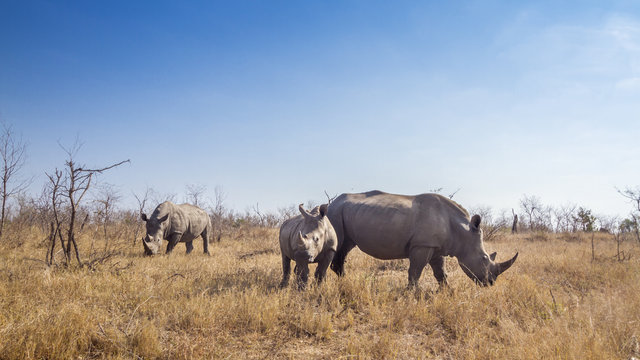Southern white rhinoceros in Kruger National park, South Africa ; Specie Ceratotherium simum simum family of Rhinocerotidae