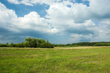 Fototapeta na wymiar Green meadow, copse and cloudy sky