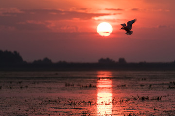 White-winged tern in the light of sunset in the biosphere reserve Danube Delta