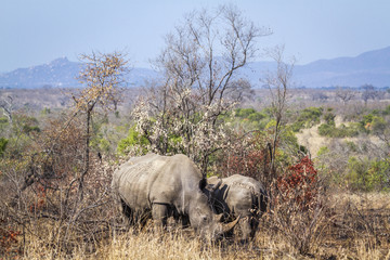 Obraz na płótnie Canvas Southern white rhinoceros in Kruger National park, South Africa ; Specie Ceratotherium simum simum family of Rhinocerotidae