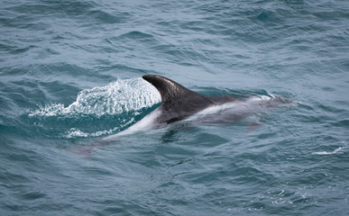 Fototapeta premium Striped Dolphin