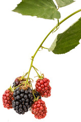 Berries of blackberry, lat. Rubus fruticosus, isolated on white background