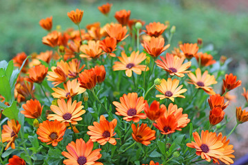 Fototapeta na wymiar Beautiful orange lily flowers in the garden 