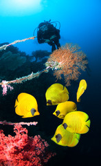 Photo of coral colony and diver.