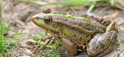 The marsh frog (Pelophylax ridibundus belongs to the family of true frogs) in the mud