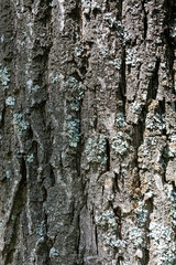 Oak bark texture