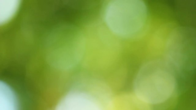 Beautiful green blurry nature background of out of focus fresh leaves growing on tree in city park. Real time full hd video footage.