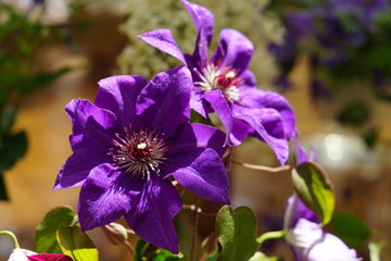 close-up of a beautiful Clematis  flower