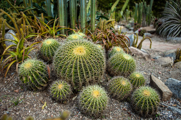Obraz premium Bunch of round shaped cactuses