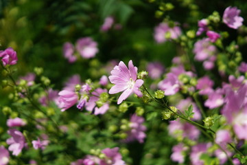Fototapeta na wymiar blooming bush with pink beautiful flowers in the garden