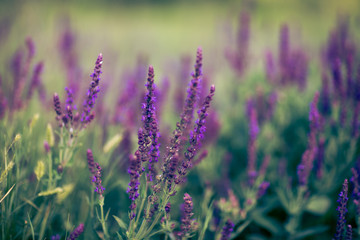 Obraz premium Salvia flowers closeup soft.