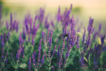 Salvia flowers closeup soft.