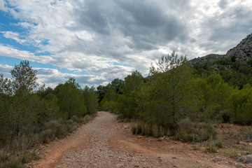 The desert of the palms under the blue sky