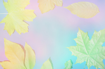 autumn leaves background, frame