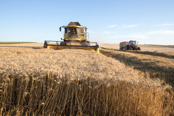 Obraz premium Panorama de a récolte