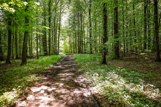 Waldweg in Gro&szlig;hansdorf