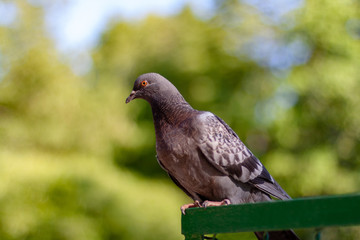 dove