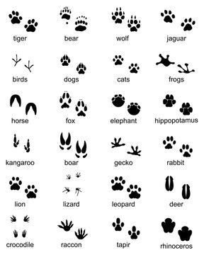 Set of footprints of wild animals, illustration of black silhouette