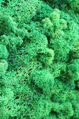 Green stabilized moss texture for background close up