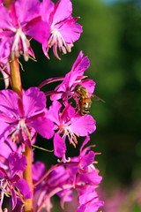 Wild plants growing in their natural environment. Summer nature in July.