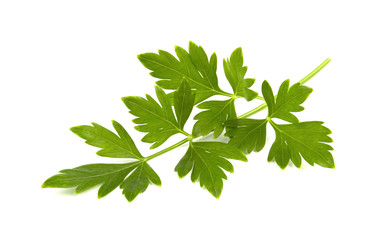 parsley isolated on a white background