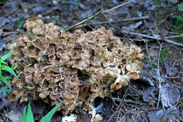 A rare, edible mushroom is a sheep (Grifola of the frono) in the wild, growing in its natural environment. Culinary delicacy.