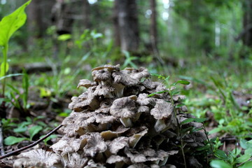 A rare, edible mushroom is a sheep (Grifola of the frono) in the wild, growing in its natural environment. Culinary delicacy.