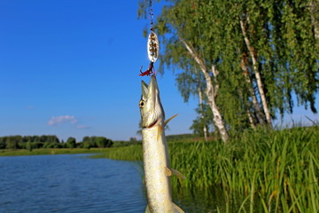 Pike, large size, caught on the river with spinning and artificial bait in June. Trophies of a...