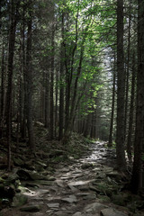 Photo of sunlit path in the mystical forest in the mountains