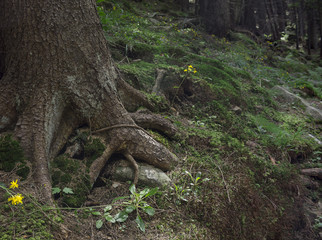 Photo of mystical forest in the mountains. Close-up view of tree roots, stones and moss