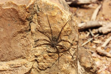 Spider prepares for the attack!