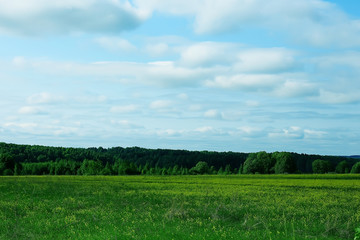 landscape hills with forest