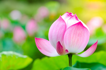 Pink lotus flower. The background is the lotus leaf and white lotus flower and lotus bud in a pond. Beautiful sunlight and sunshine in the morning