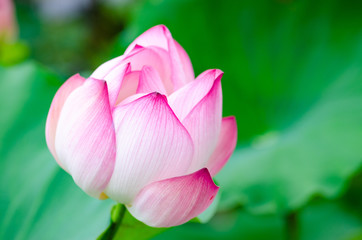 Pink lotus flower. The background is the lotus leaf and white lotus flower and lotus bud in a pond. Beautiful sunlight and sunshine in the morning