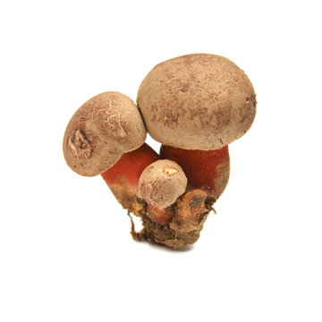Caloboletus calopus mushroom