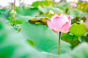 Pink lotus flower. The background is the lotus leaf and white lotus flower and lotus bud in a pond. Beautiful sunlight and sunshine in the morning