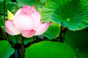 Pink lotus flower. The background is the lotus leaf and white lotus flower and lotus bud in a pond....