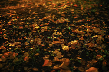 Sunny weather in autumn park