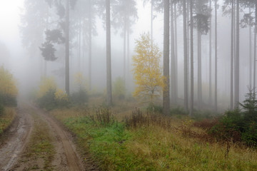 Forest road in the autumn foggy woodland