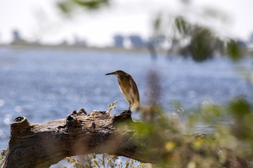 Squacco heron, Ardeola ralloides, looking for food, Chobe National Park, Botswana
